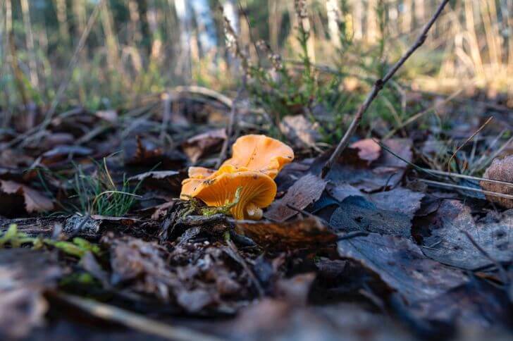  Chanterelle