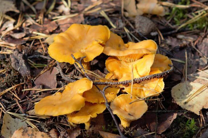 Chanterelles