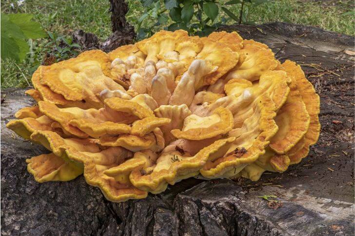  Chicken of the woods 