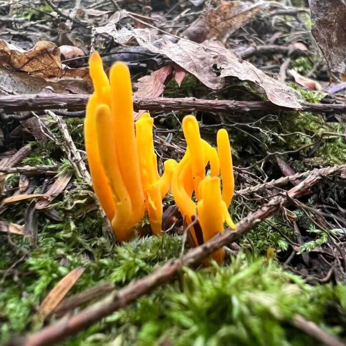  Clavulinopsis Fusiformis