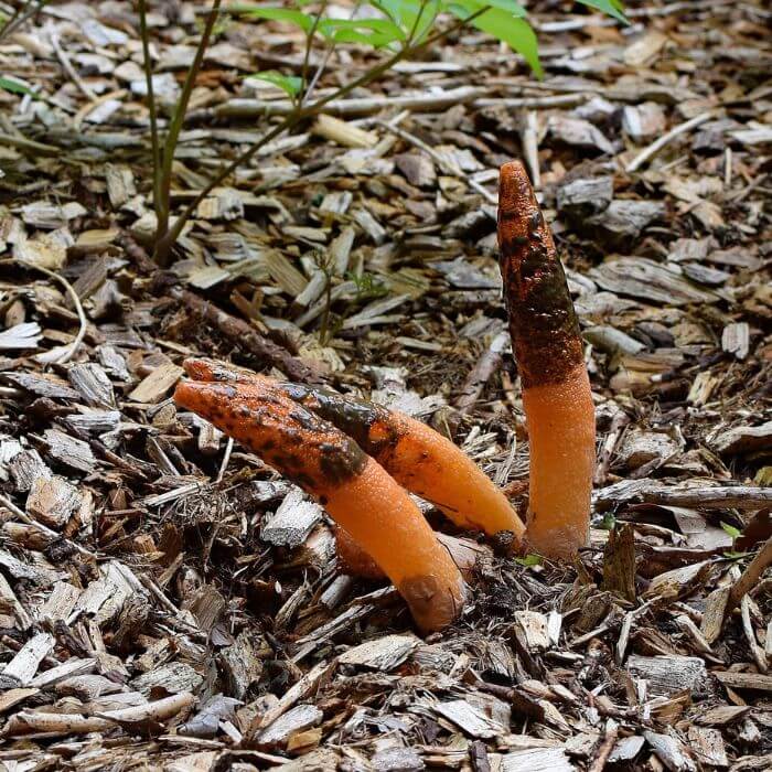 Elegant Stinkhorn