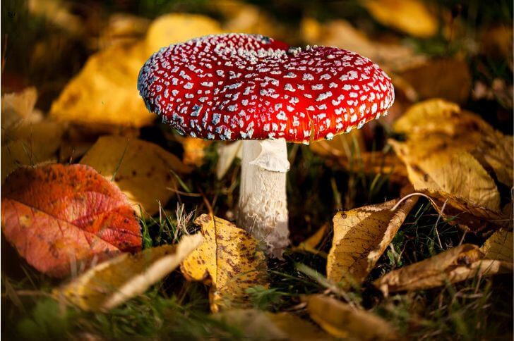 Fly Amanita