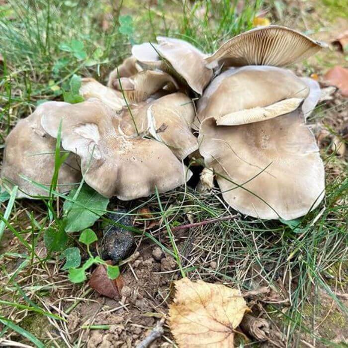 Fried Chicken Mushrooms