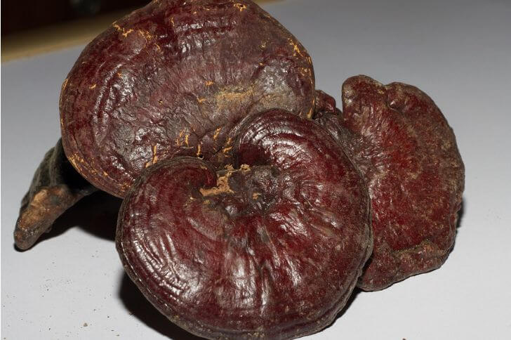 Ganoderma tsugae