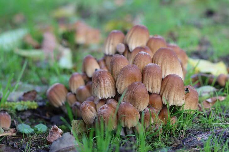 Glistening Inkcap