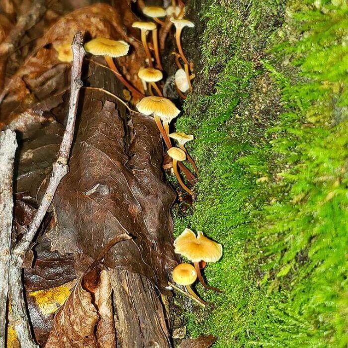 Golden trumpet mushrooms