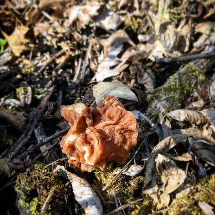 Gyromitra caroliniana