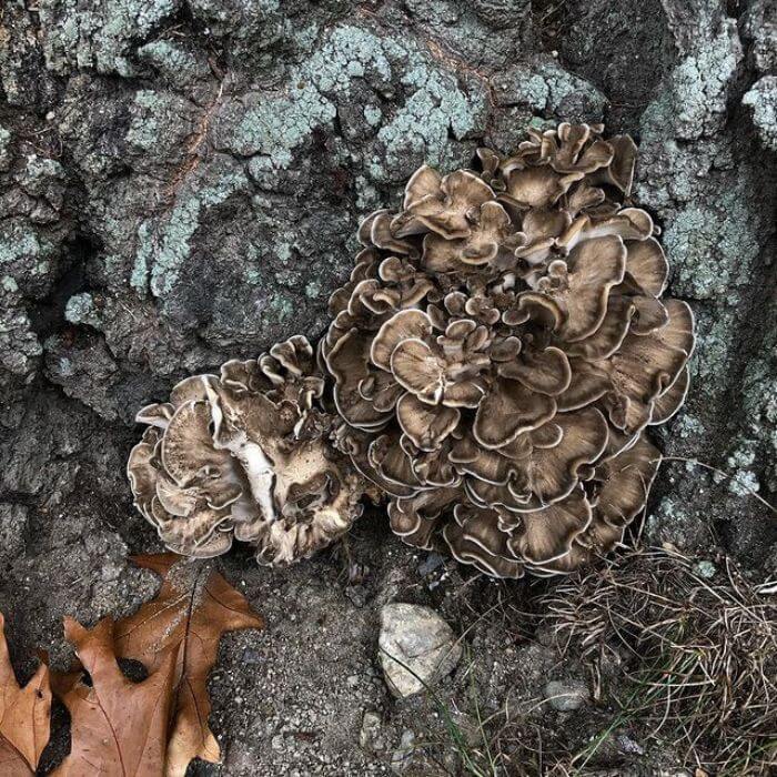 Hen of the Woods