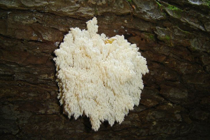 Hericium Coralloides