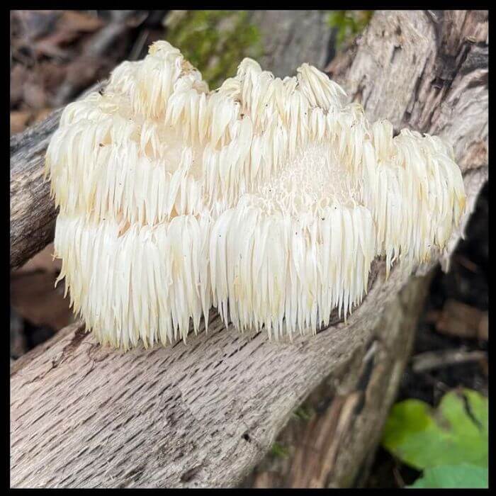 Hericium americanum