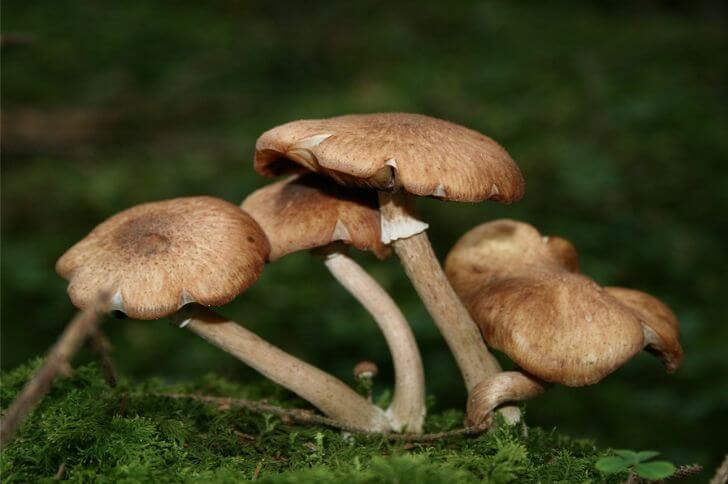 Honey Fungus 