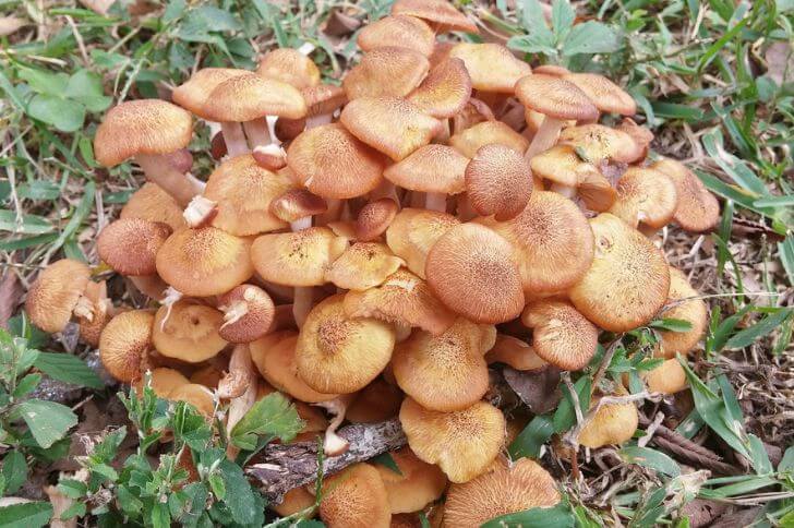 Honey mushrooms