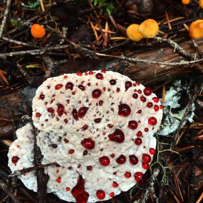 Hydnellum Peckii