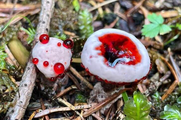 Hydnellum peckii 