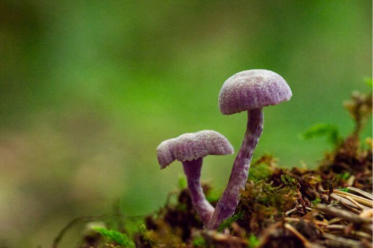 Laccaria Amethystina