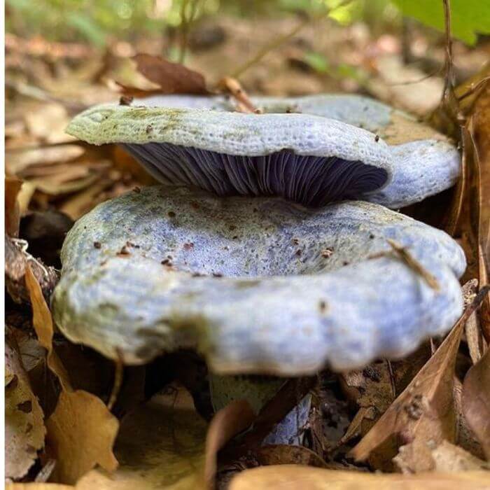 Lactarius Indigo