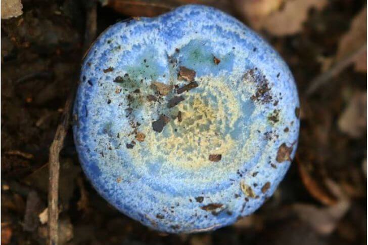 Lactarius indigo