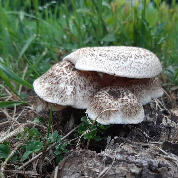 Lentinus tigrinus