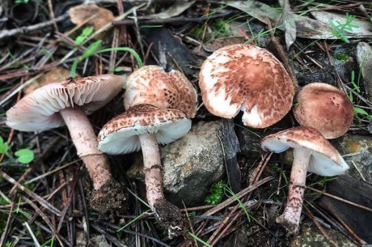 Lepiota Brunneoincarnata