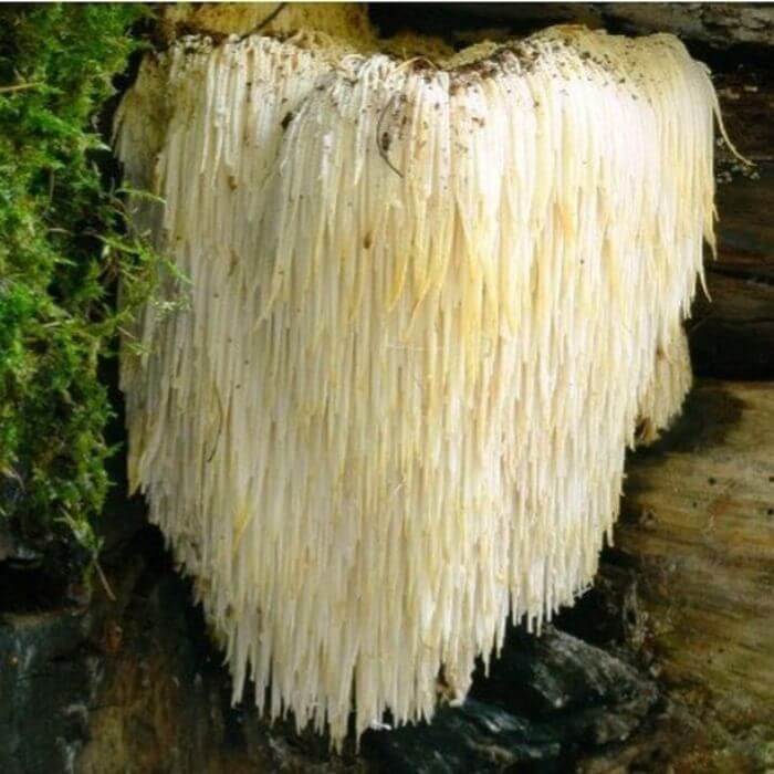  Lion’s Mane 