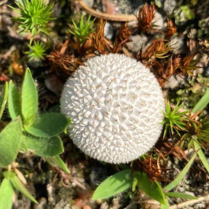 Lycoperdon marginatum