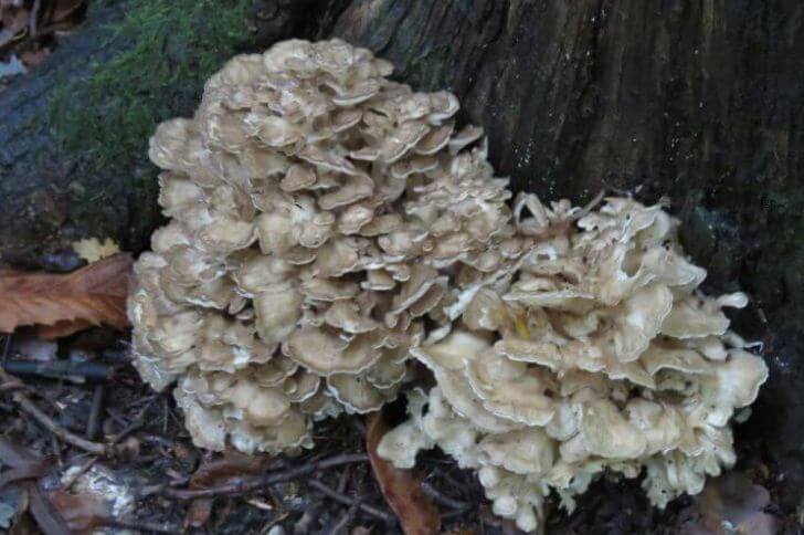 Maitake Mushroom