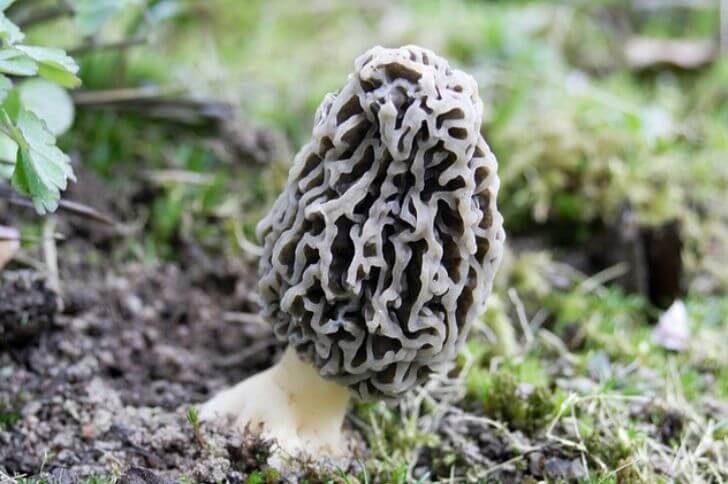 Morel