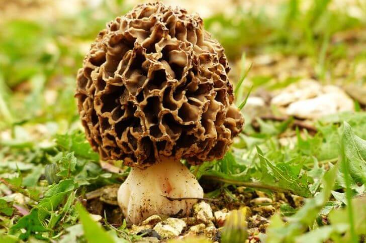 Morels 