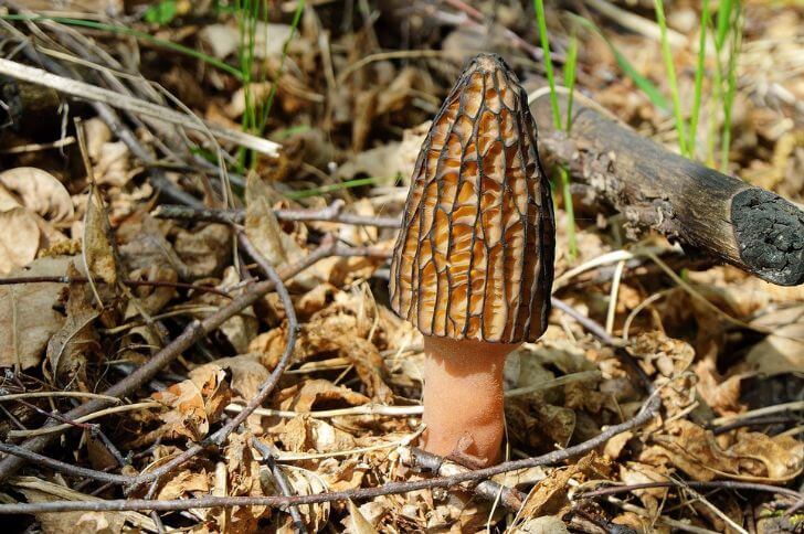 Morels