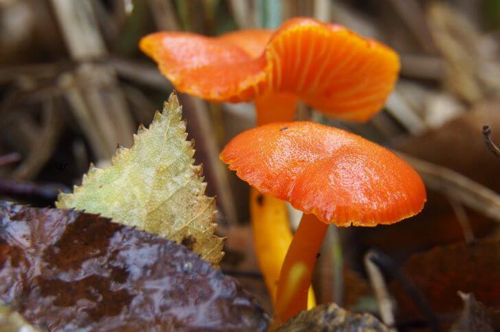 Mycena leaiana