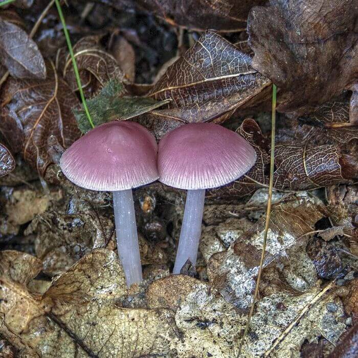 Mycena rosea