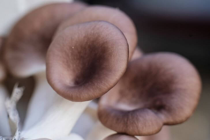 Oyster Mushrooms 
