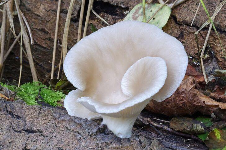 Oyster mushroom