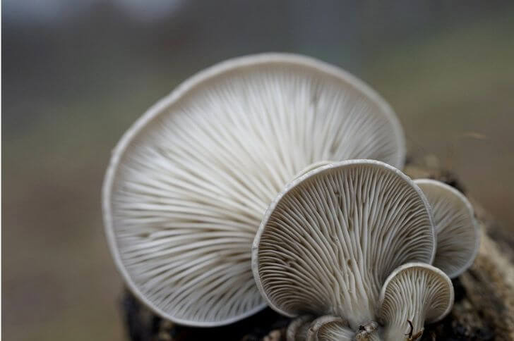 Pearl Oyster Mushroom