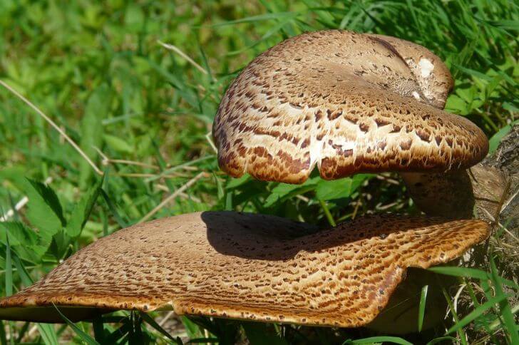 Pheasant’s Back Mushroom