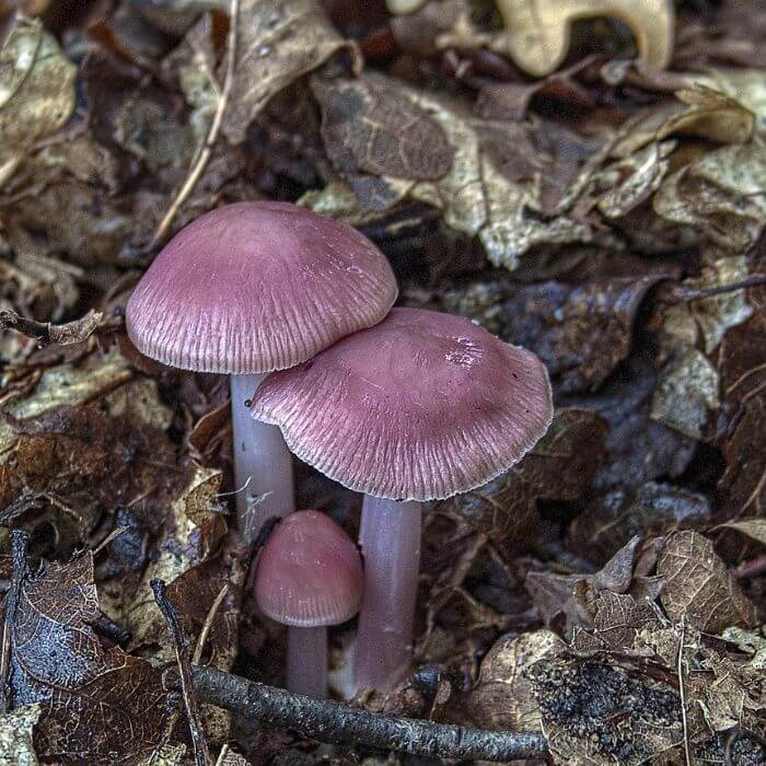 Pink Bonnet