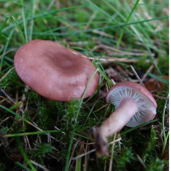 Pink Dome-cap