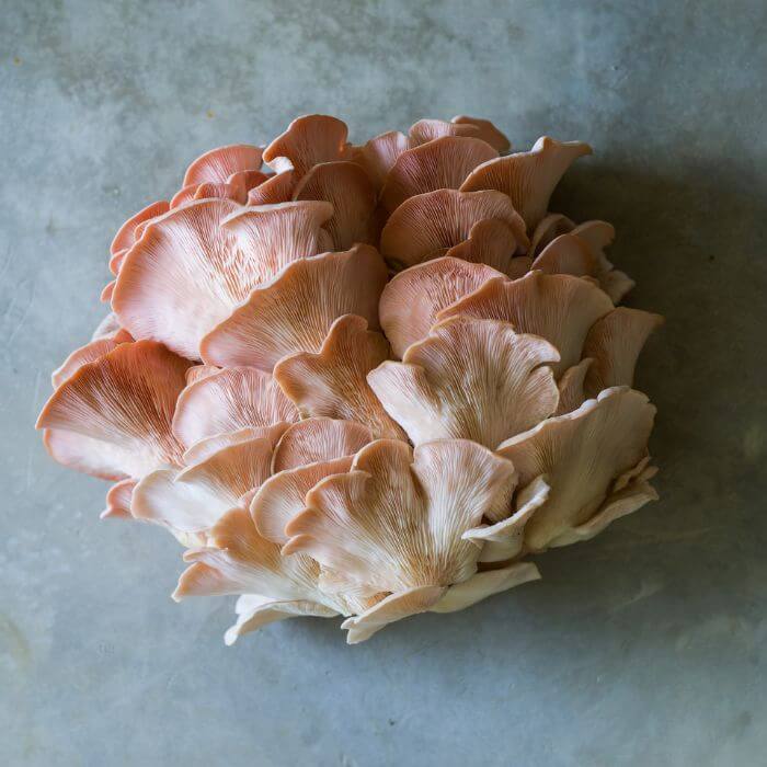 Pink Oyster Mushroom