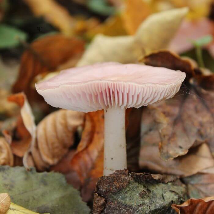 Pink Waxcap