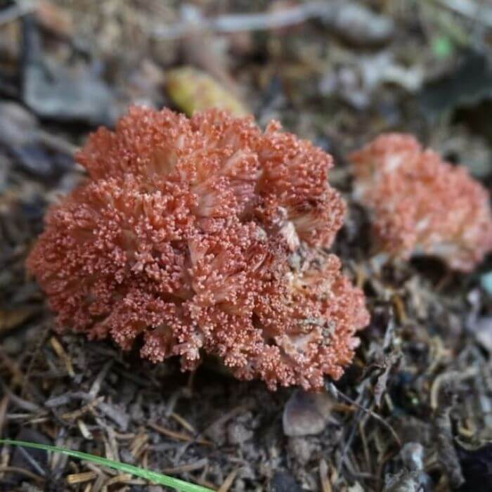 Pink-tipped Coral Mushroom