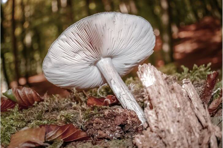 Pluteus cervinus