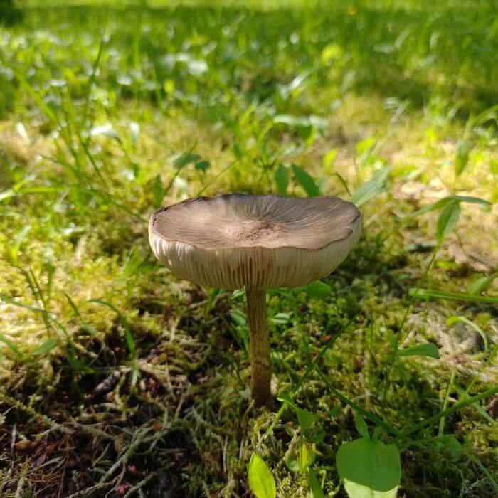 Pluteus cervinus