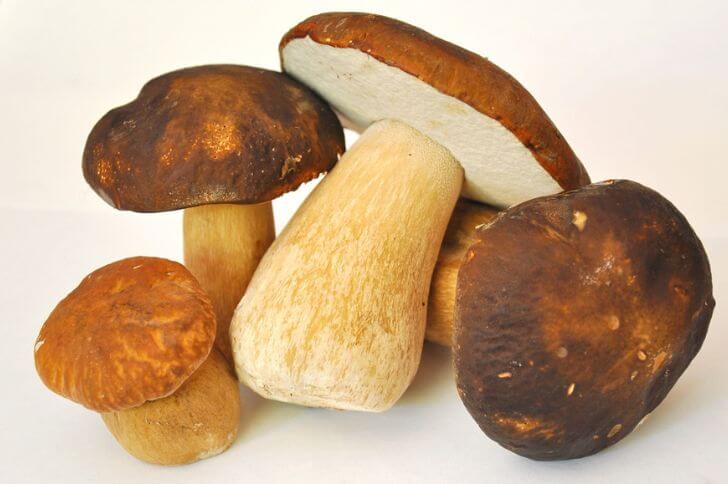  Porcini