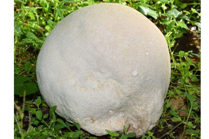 Puffballs 