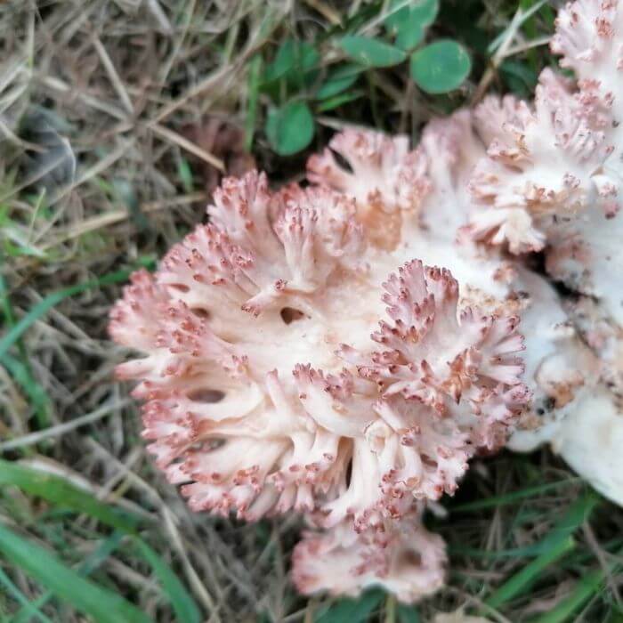  Ramaria Botrytis