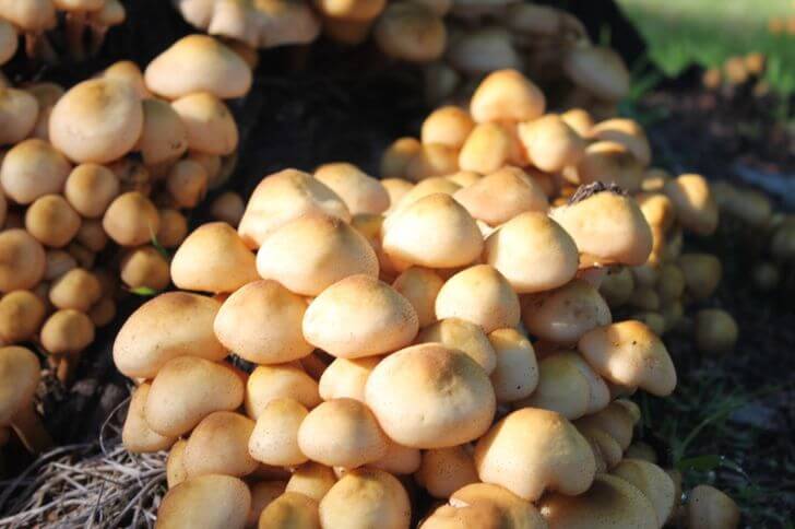 Ringless Honey mushrooms