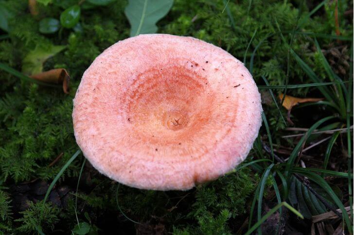 Saffron Milk Cap 