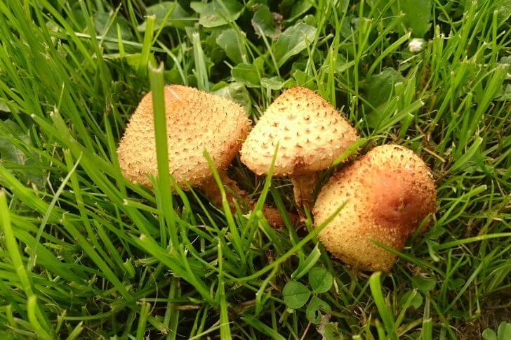 Scaly Pholiota