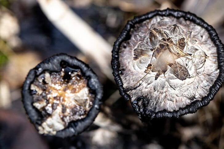 Shaggy Mane