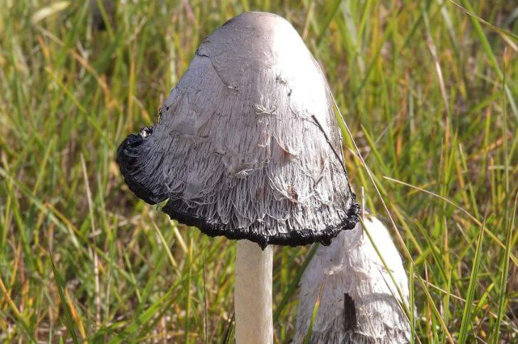 Shaggy Manes